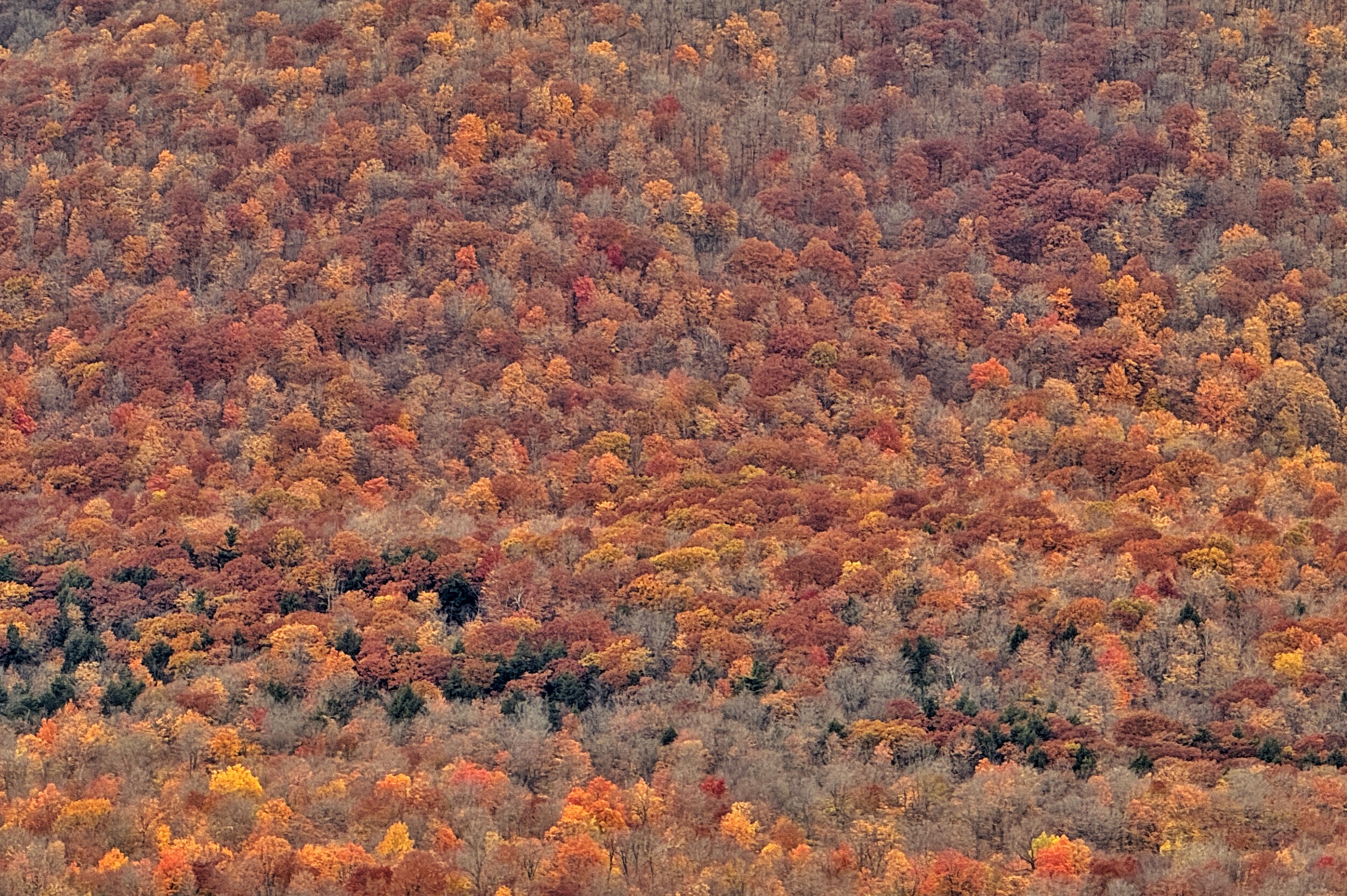 Forêt orangée pendant l'été indien